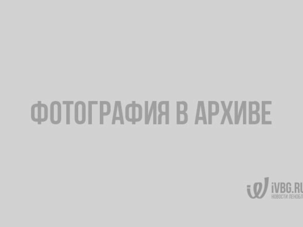 Грибы России