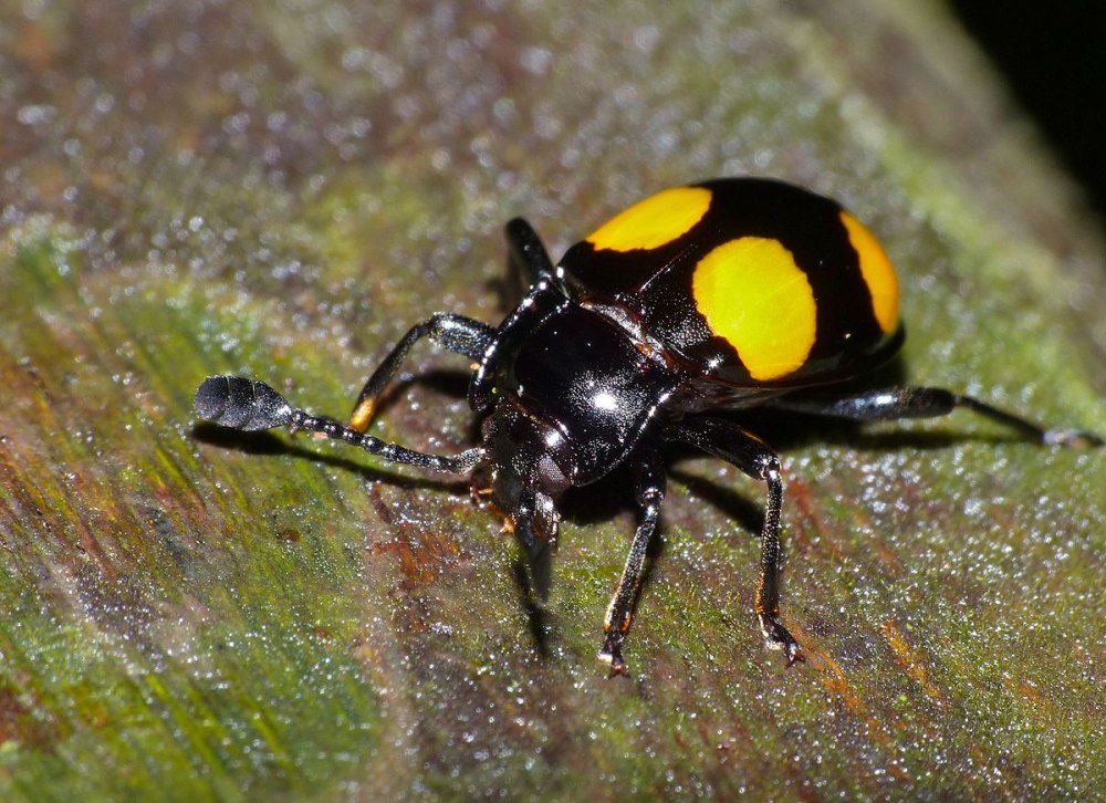 Corynotarsus Endomychidae