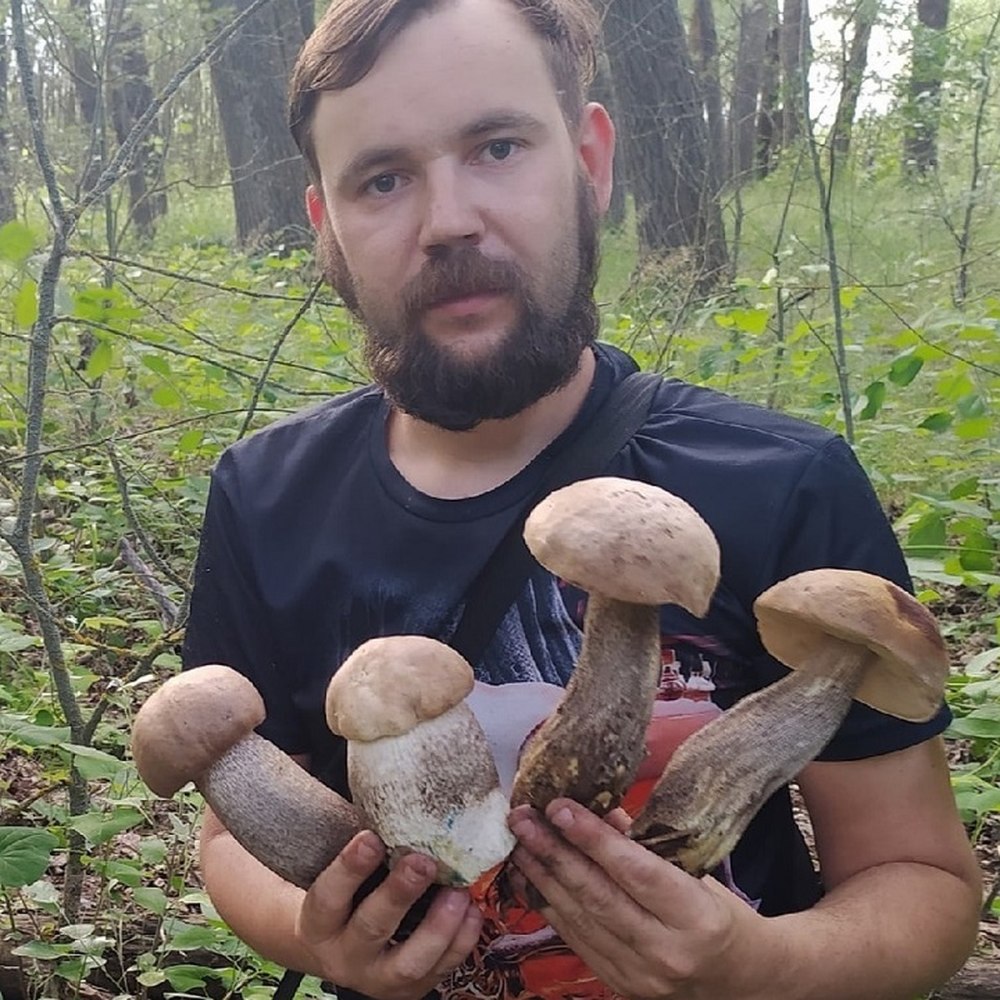 Сбор грибов