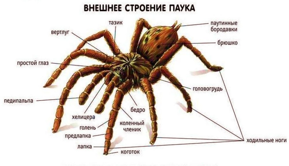Внешнее строение паука птицееда