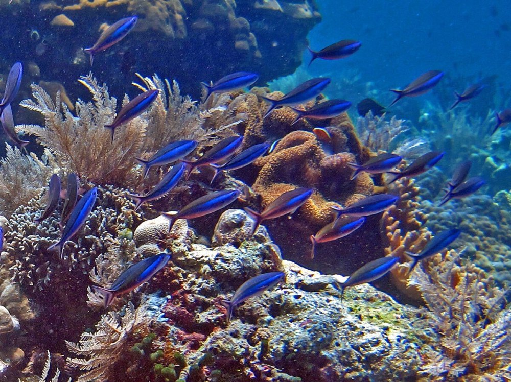 Морские рыбы пелагические