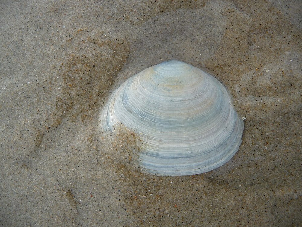 Ракушки Балтийского моря
