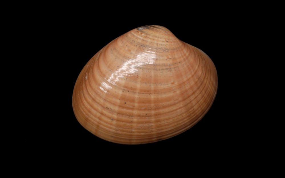 Моллюск Callista Chione l.