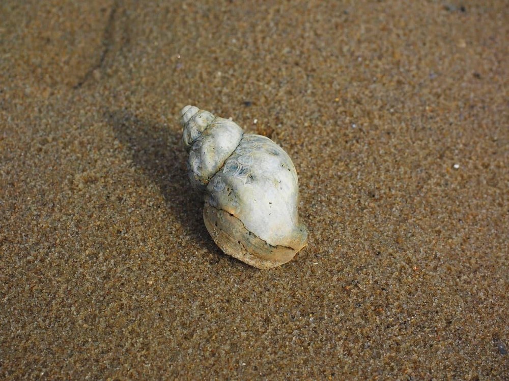 Buccinum undatum