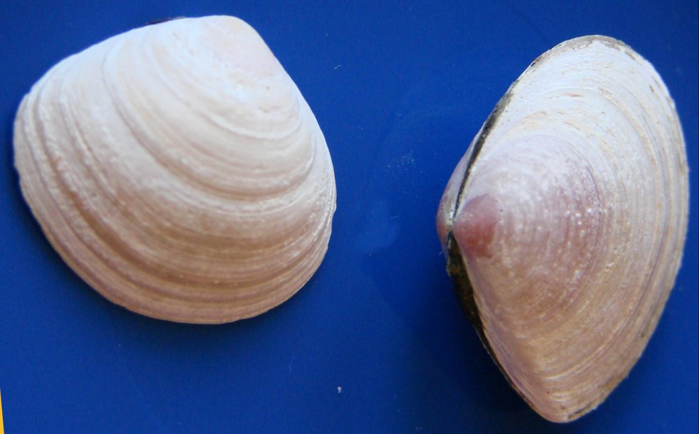 Macoma balthica