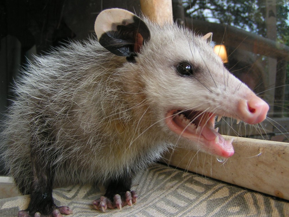 Opossum крыса