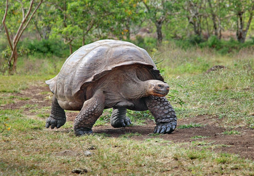 Galapagos giant Tortoise