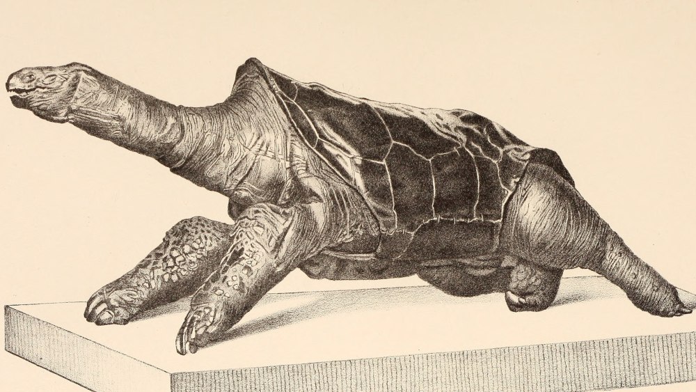 Cylindraspis triserrata