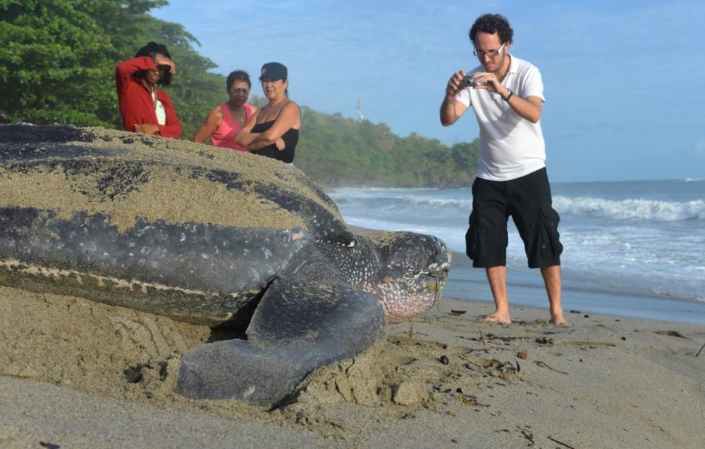 Giant Leatherback Sea Turtle