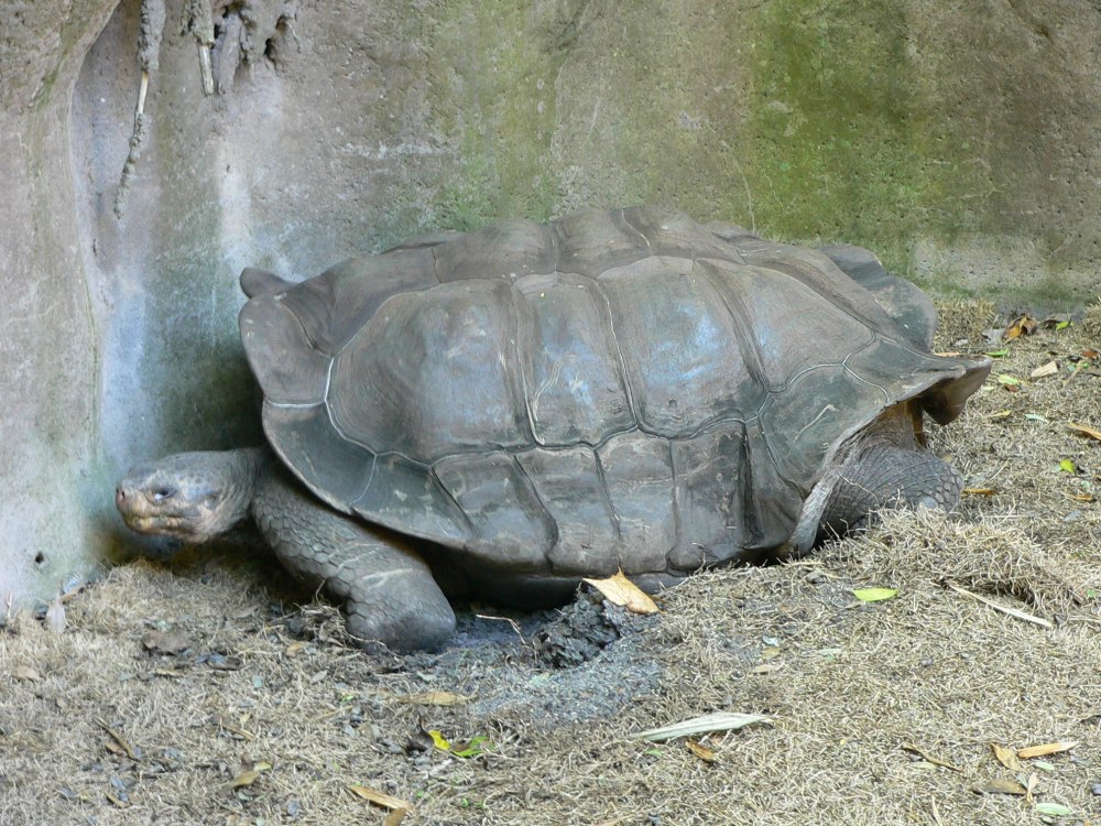 Chelonoidis Chilensis