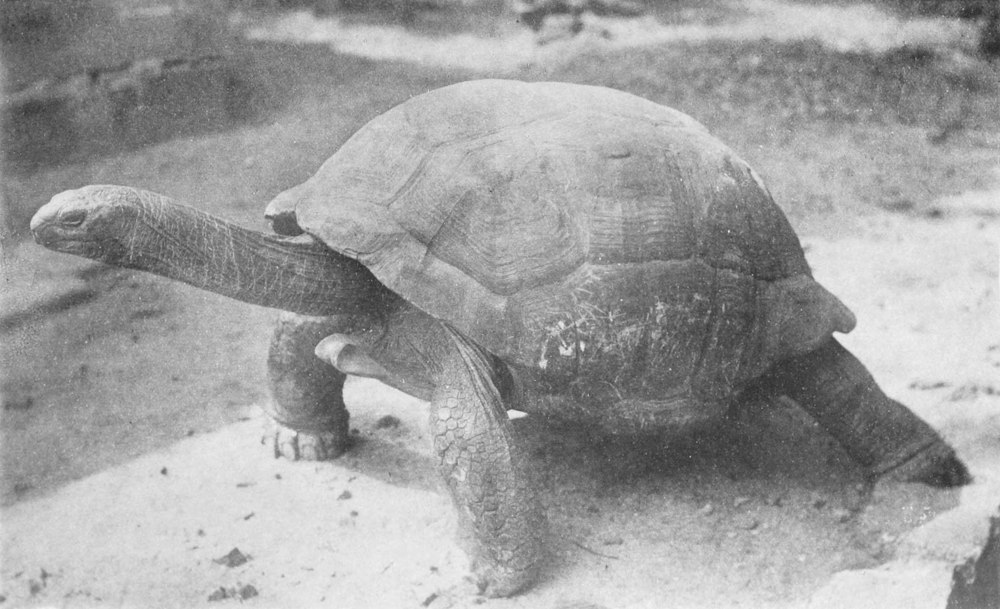 Cylindraspis triserrata