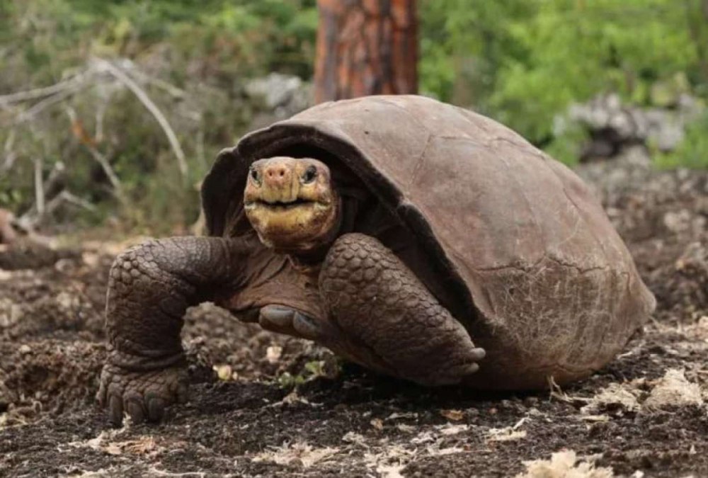 Chelonoidis phantasticus
