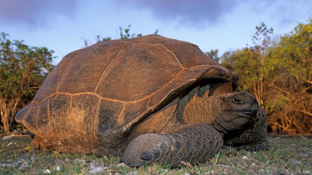 Гигантская черепаха (Testudo gigantea)