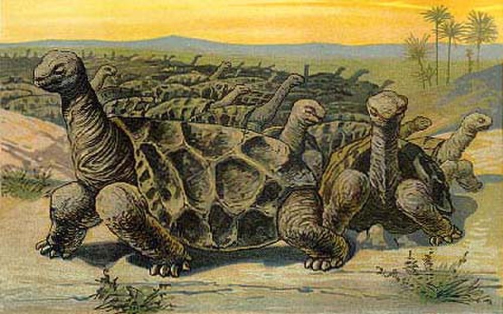 Cylindraspis inepta