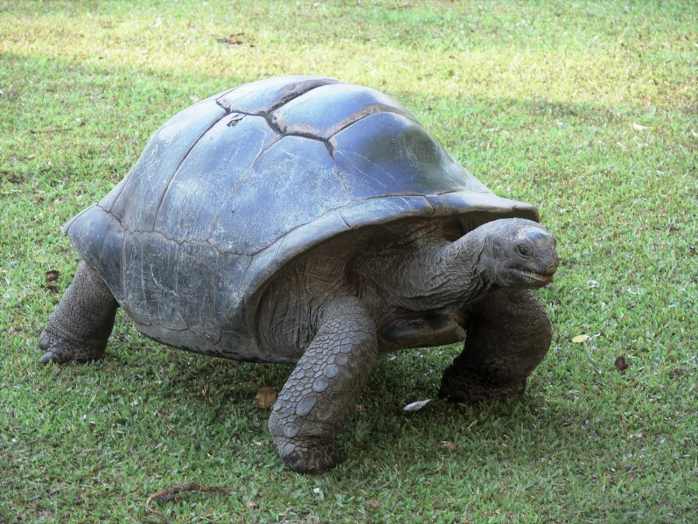 Too Slow Tortoise