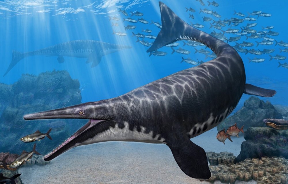 Mosasaurus Conodon
