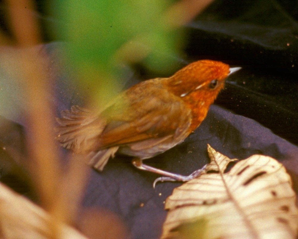 Graceful Pitta