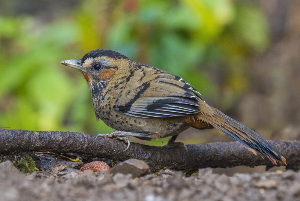 Garrulax morrisonianus