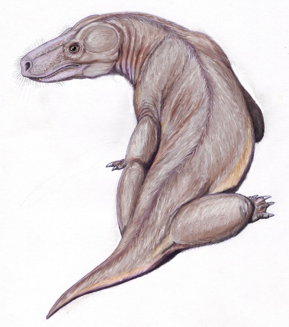Annatherapsidus Petri