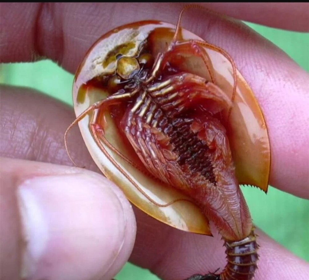 Щитни Triops cancriformis