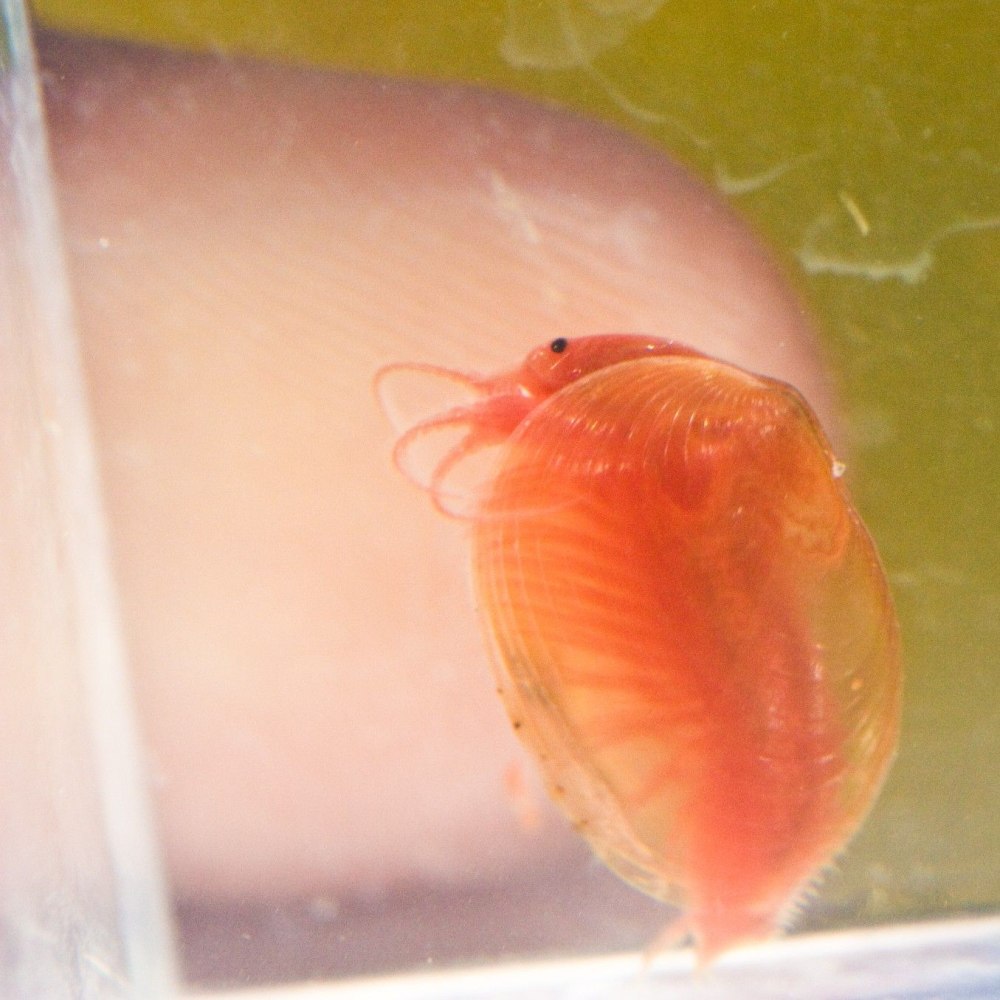 Cyzicus Tetracerus Википедия
