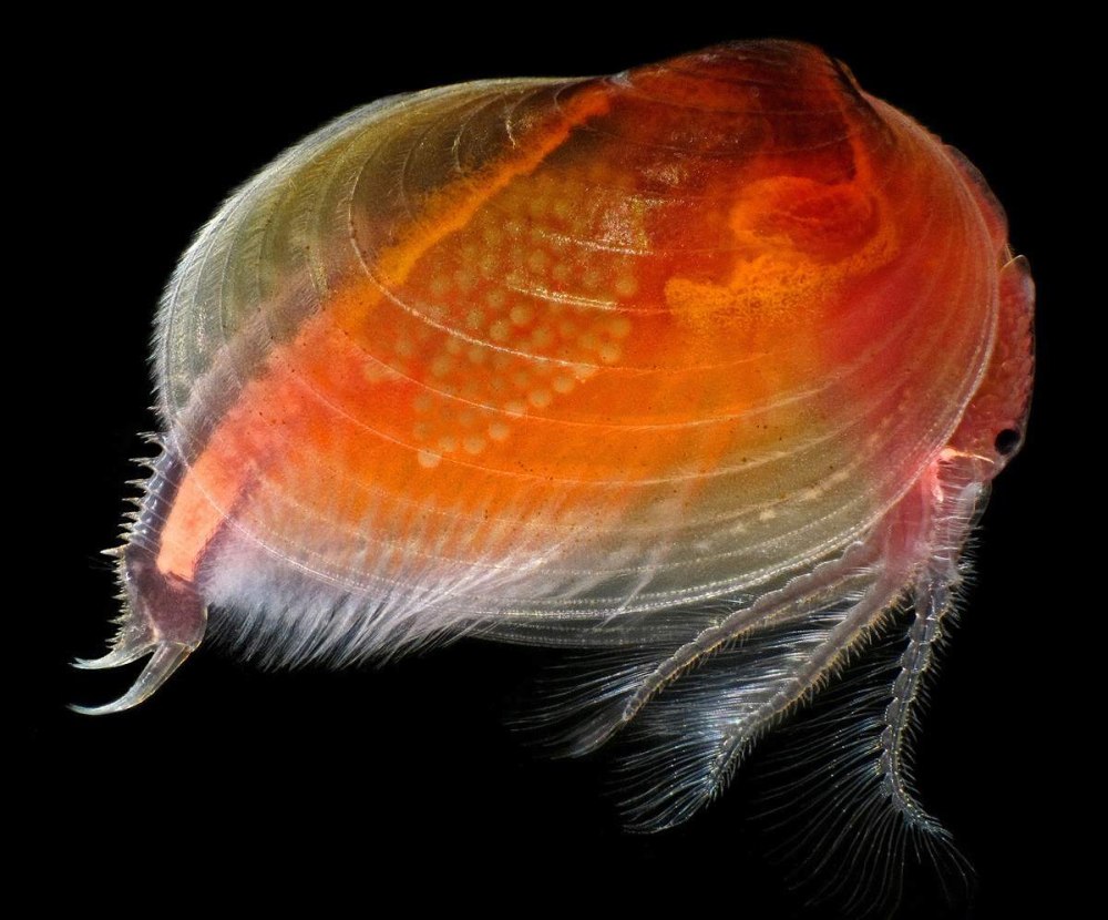 Ostracoda ракушковые рачки