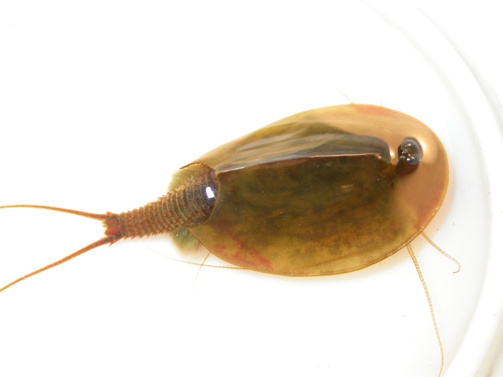 Triops креветка
