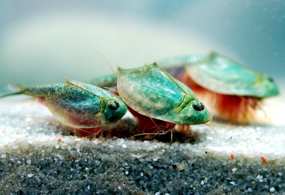 Рачки-щитни Triops