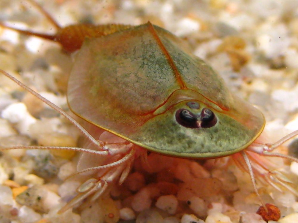 Рачки-щитни Triops