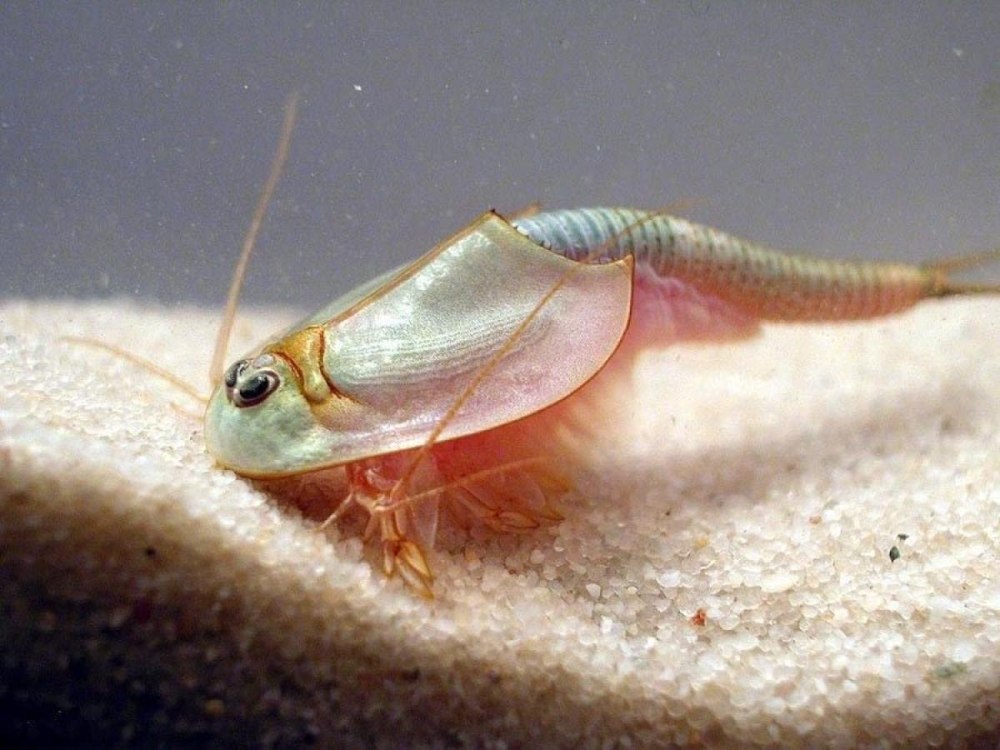 Рачки-щитни Triops