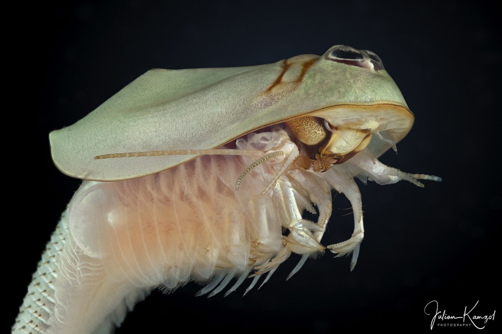 Triops australiensis