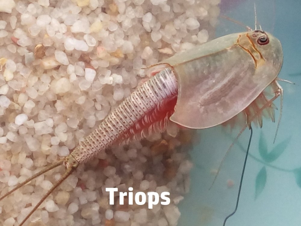 Triop Fish