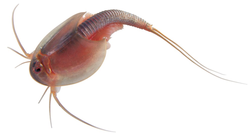 Triops cancriformis белый
