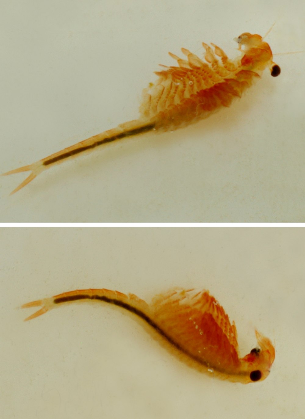 Eubranchipus vernalis
