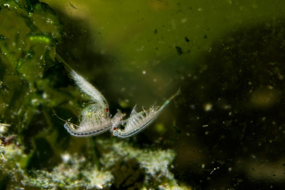 Branchipus stagnalis
