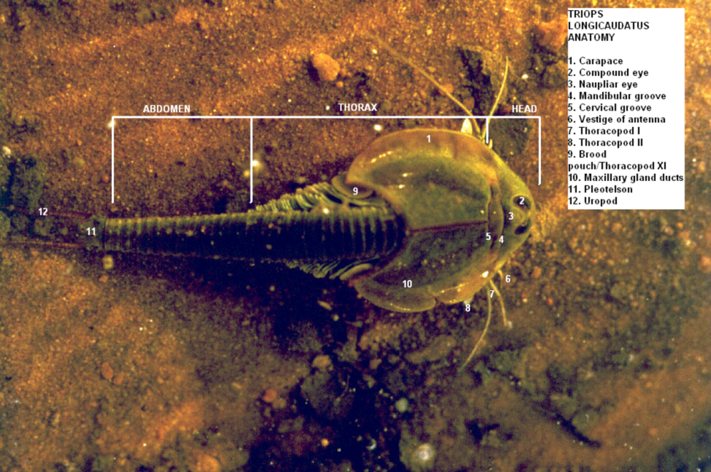 Triops cancriformis головастики