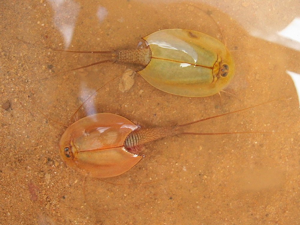 Triops longicaudatus