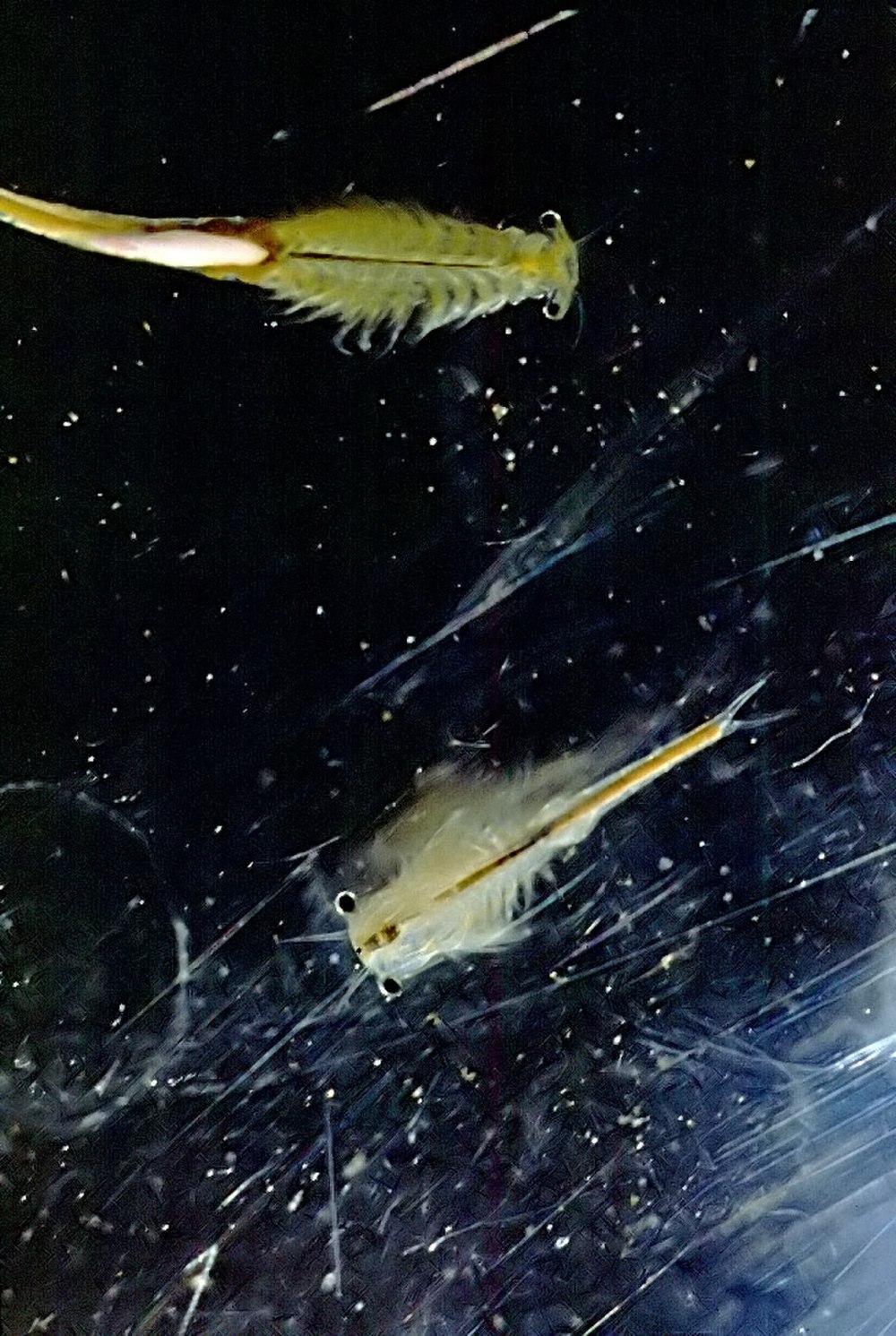 Branchinecta sandiegonensis