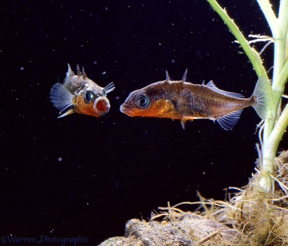 Three-Spined stickleback