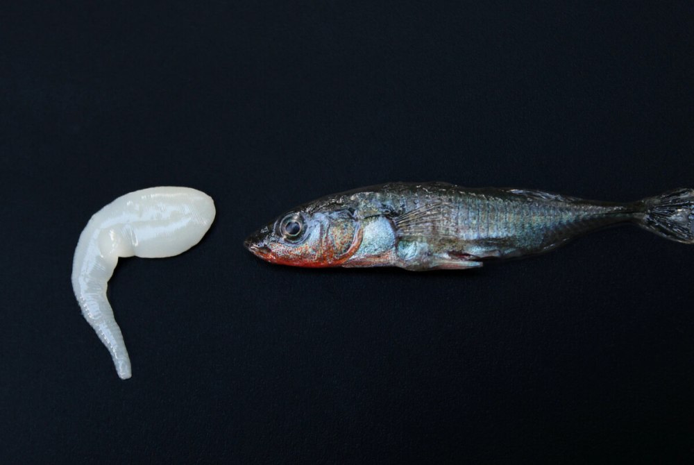 Sanitized tapeworms