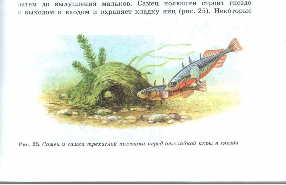 Трехиглая колюшка забота о потомстве