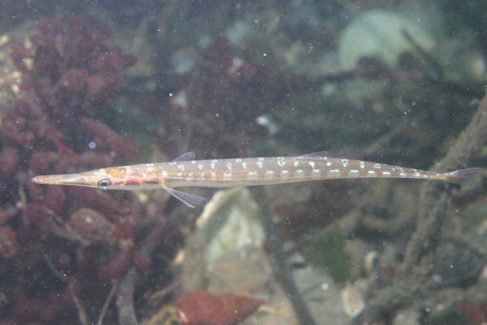Длиннорылые Колюшки (Aulorhynchidae)