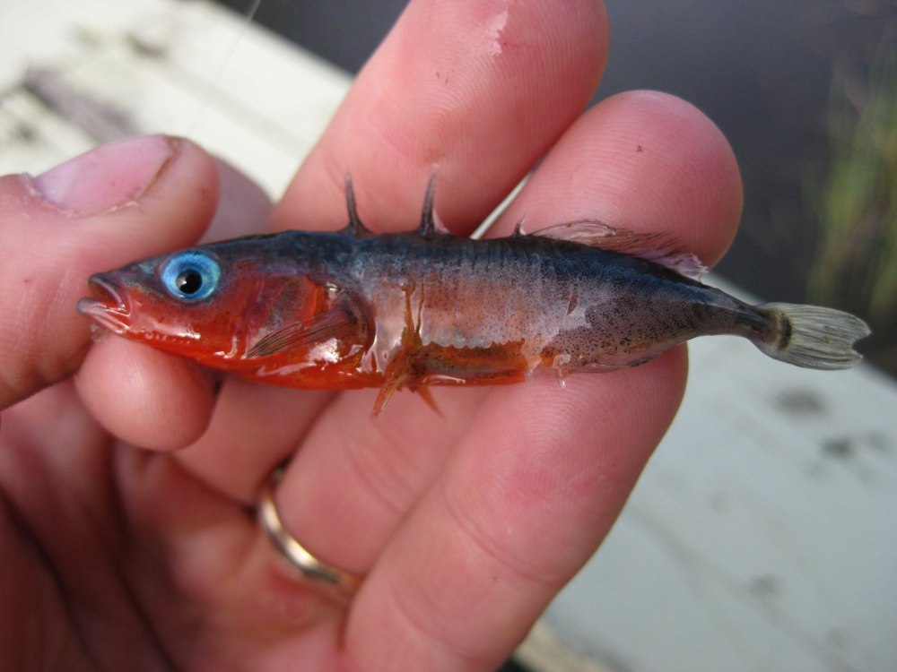 Gasterosteus aculeatus