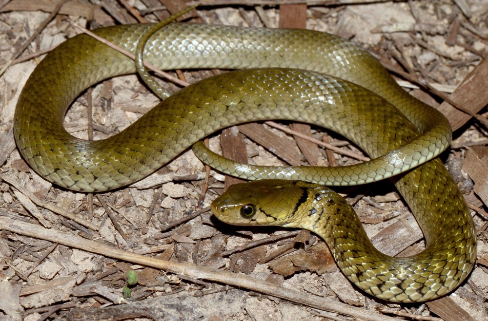Xenochrophis Piscator