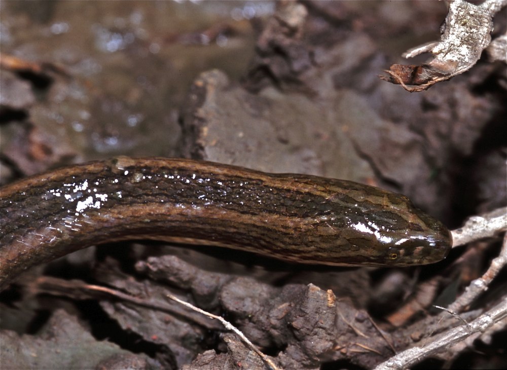 Megalenhydris Barbaricina