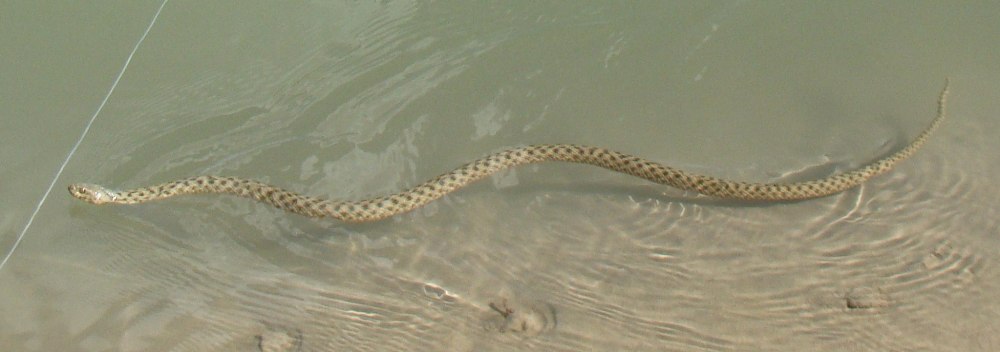 Водяные ужи в Азовском море