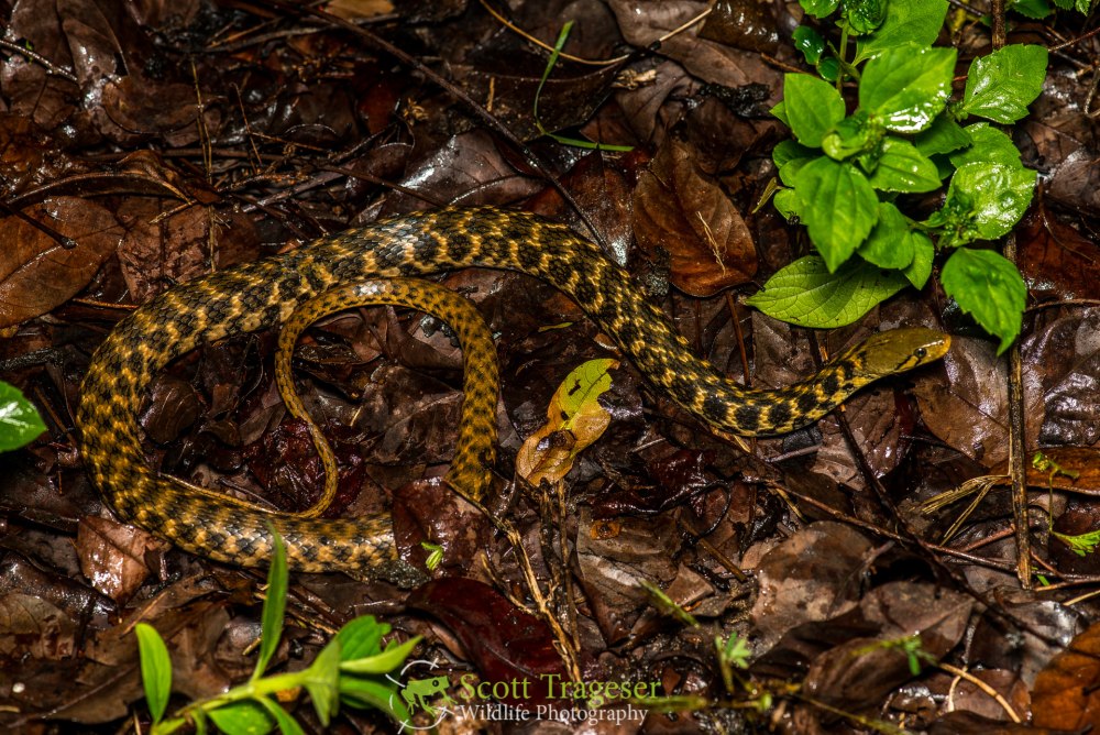 Уж-рыболов (Xenochrophis Piscator)