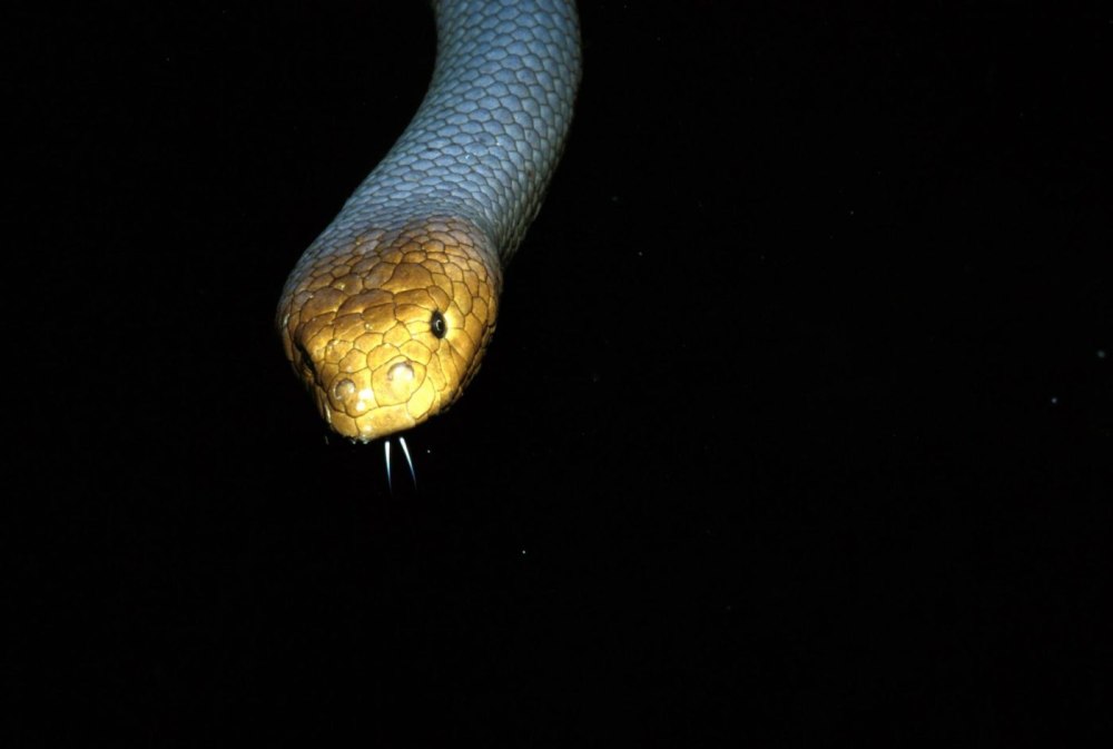 Aipysurus laevis