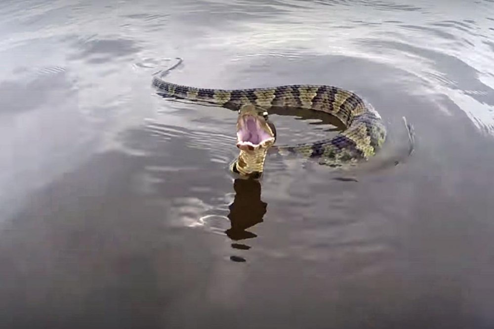 Змеи которые живут в воде