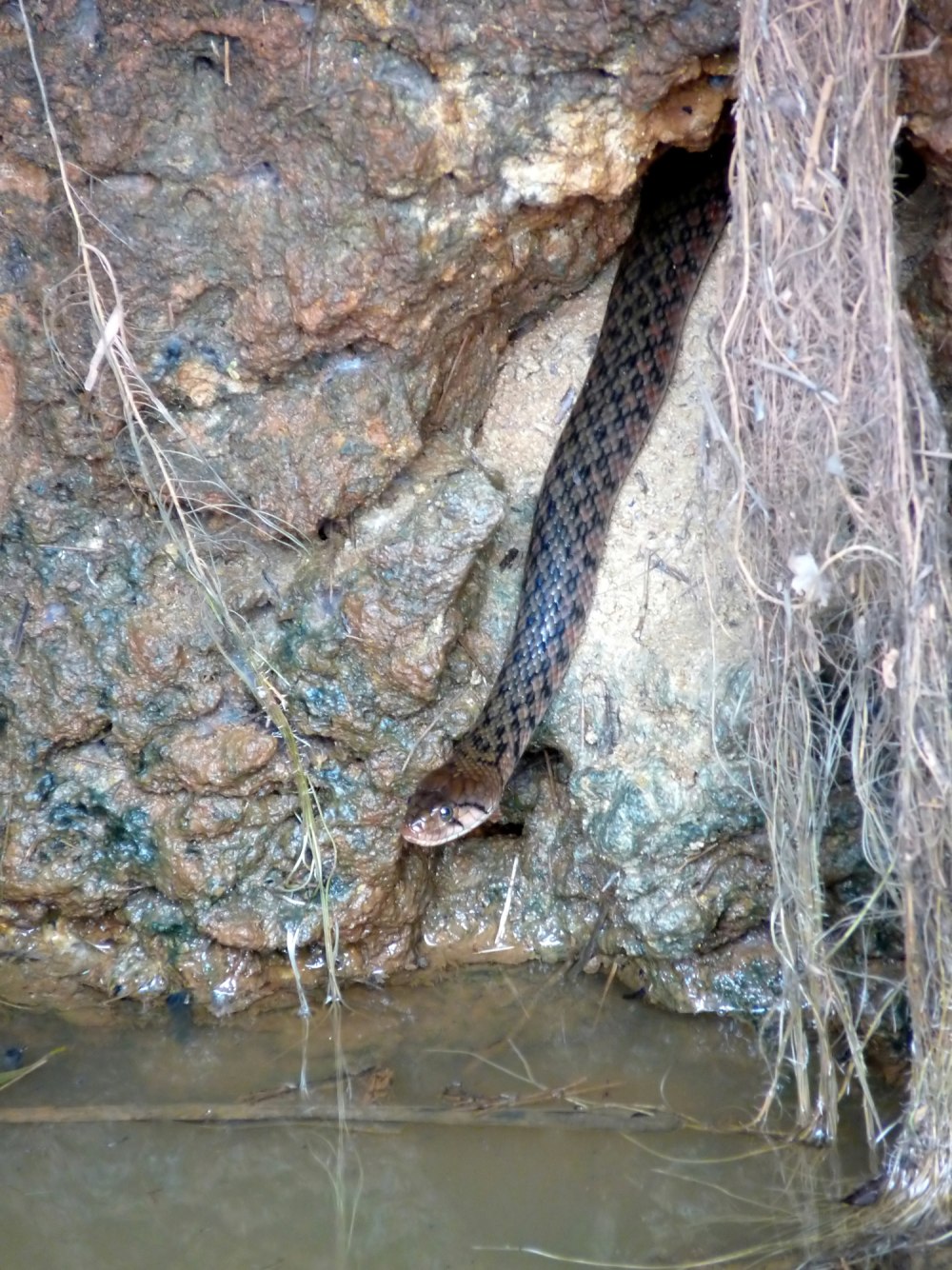 Xenochrophis Piscator